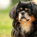 Tibetan Spaniel free download