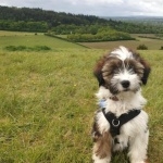 Tibetan Terrier 1080p