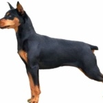 Toy Manchester Terrier photo