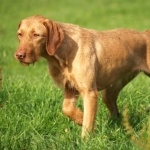 Vizsla breed