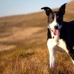 Welsh Sheepdog hd pics