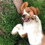 Welsh Springer Spaniel high definition photo