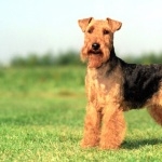 Welsh Terrier desktop wallpaper