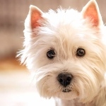 West Highland White Terrier images