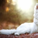 White Shepherd wallpaper