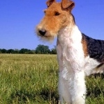 Wire Fox Terrier background