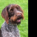 Wirehaired Pointing Griffon free wallpapers