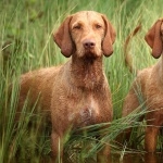 Wirehaired Vizsla wallpapers