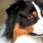 Australian Shepherd hd pics