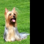 Australian Silky Terrier widescreen