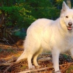 Berger Blanc Suisse high quality wallpapers