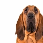 Bloodhound high definition photo