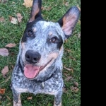 Blue Heeler cute