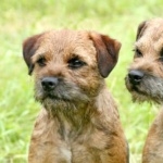 Border Terrier background