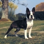 Boston Terrier new wallpaper