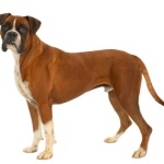 Boxer breed background