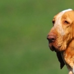 Bracco Italiano wallpapers