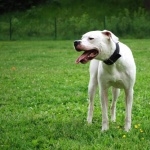 Brazilian Dogo breed