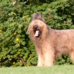 Briard 2025