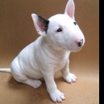 Bull Terrier pics