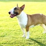 Bull Terrier (Miniature) pics