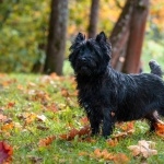 Cairn Terrier desktop wallpaper