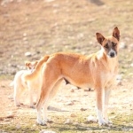 Canaan Dog photo