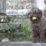 Cantabrian Water Dog free