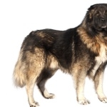 Caucasian Shepherd Dog desktop