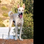 Cretan Hound photo