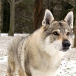 Czechoslovak Wolfdog pic