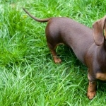 Dachshund free download