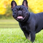 French Bulldog photos