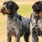 German Longhaired Pointer wallpapers for desktop