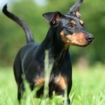 German Pinscher desktop