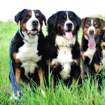 Greater Swiss Mountain Dog full hd