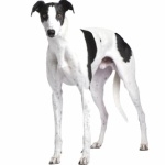 Greyhound background