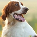 Irish Red and White Setter new wallpapers