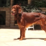 Irish Setter desktop