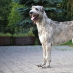 Irish Wolfhound new wallpapers