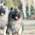 Keeshond download