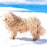 Komondor wallpapers hd