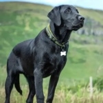 Labrador Retriever hd