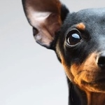 Miniature Pinscher cute