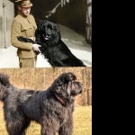 Newfoundland breed cute