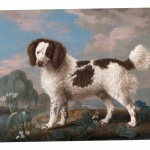 Norfolk Spaniel hd pics