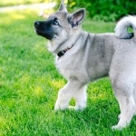 Norwegian Elkhound 2025