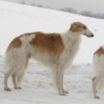 Old Croatian Sighthound full hd