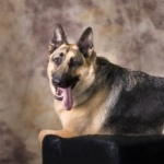 Old German Shepherd Dog full hd