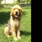 Otterhound images